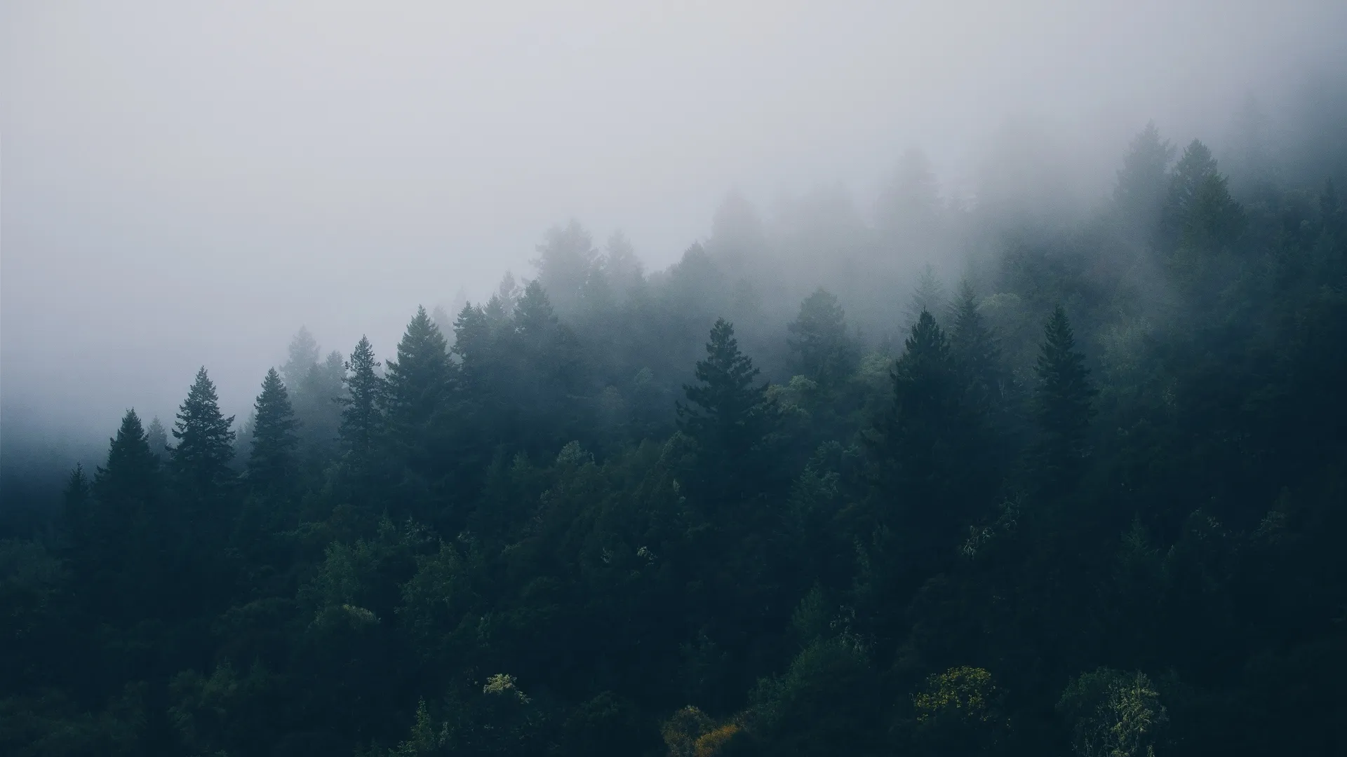 森林 薄雾 云杉 自然 树木 风景 4K壁纸