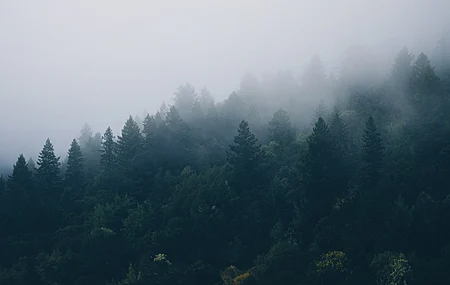 森林 薄雾 云杉 自然 树木 风景 4K壁纸