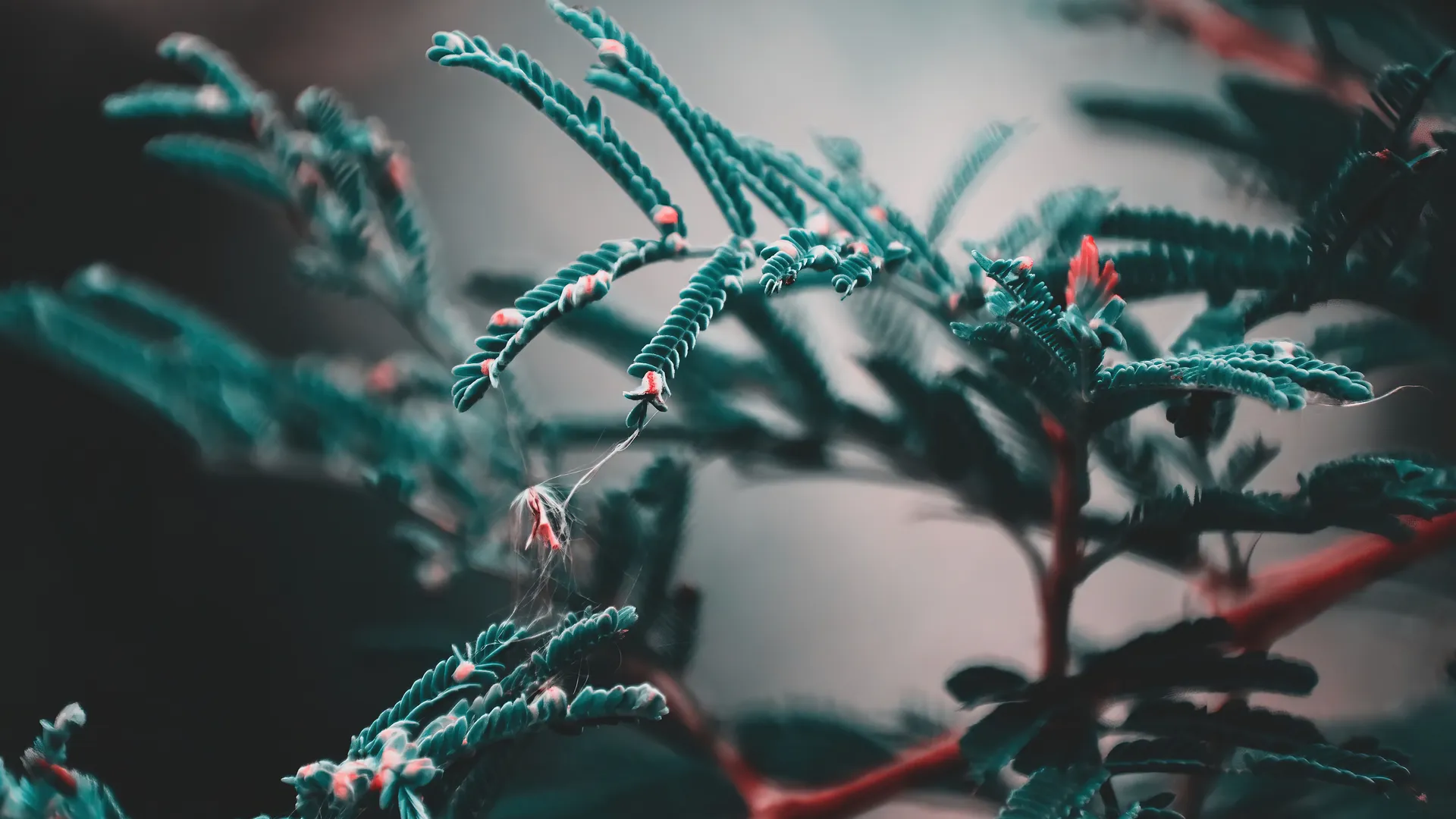 微距 植物 自然 景深 松树 4K壁纸