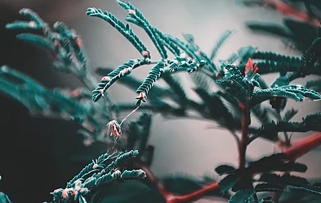 微距 植物 自然 景深 松树 4K壁纸