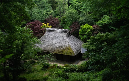 自然 景观 树木 植物 草 树叶 长枝 亚洲建筑 博物馆 4K壁纸