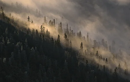 自然 树木 户外 风景 4K壁纸