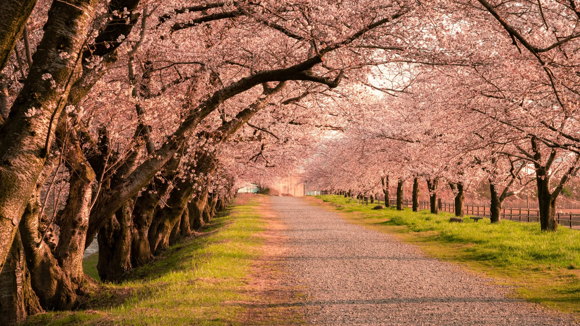 风景 树木 道路 草 树木 隧道 樱花 4K壁纸