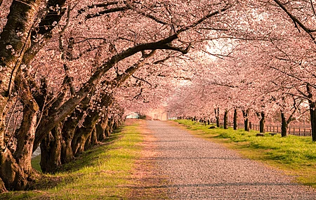 风景 树木 道路 草 树木 隧道 樱花 4K壁纸