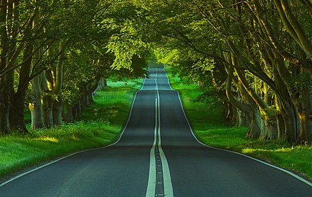 自然 景观 树木 道路 沥青 草 植物 树木 隧道 4K壁纸