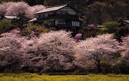 自然 树木 房屋 植物 草地 花卉 樱花 建筑 4K壁纸