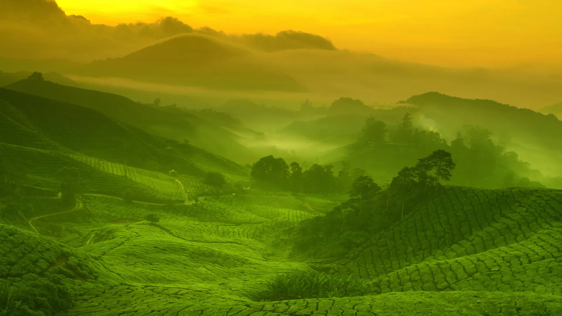 茶园 风景 山脉 朝霞 傍晚 金光 森林 4K壁纸