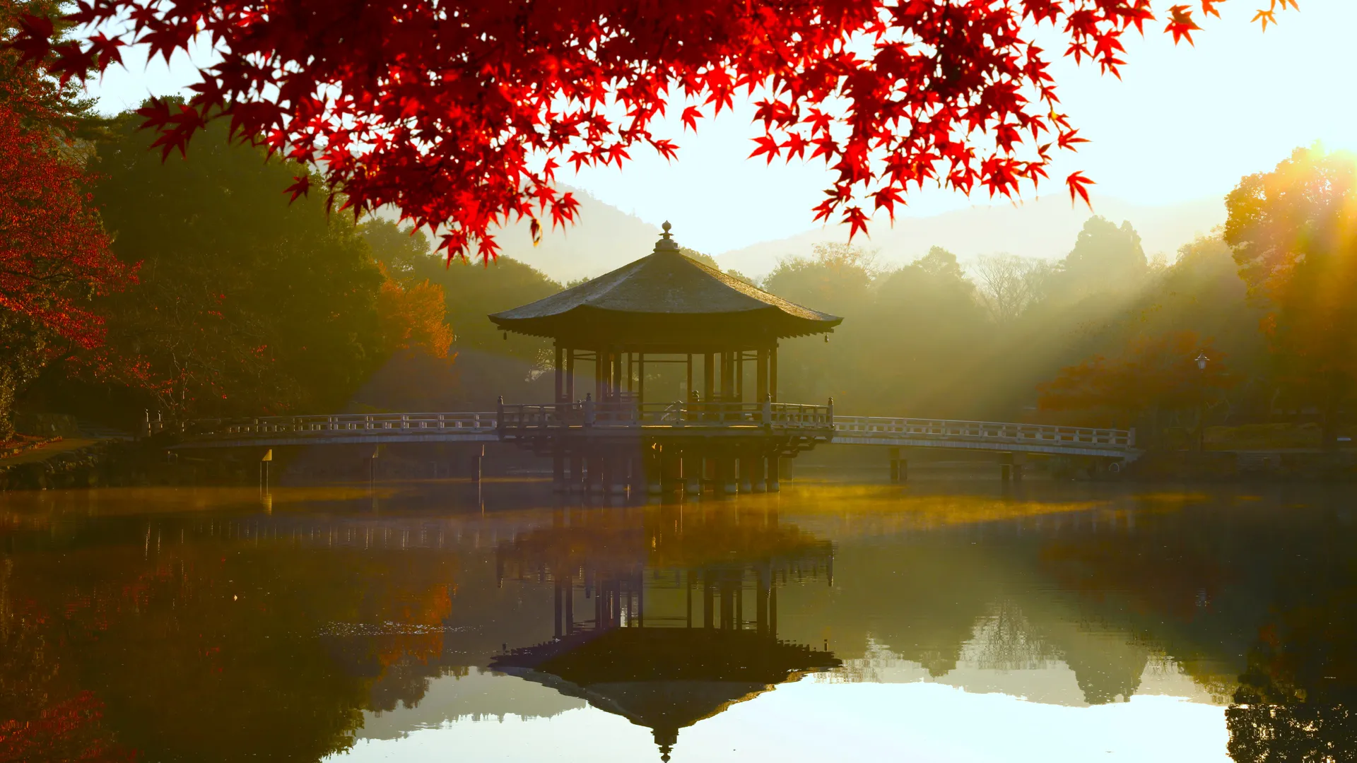 自然 景观 叶子 树叶 水面 倒影 桥梁 树木 阳光 早晨 秋天 4K壁纸
