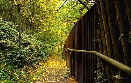 秋天 树木 景观 自然 绿色 黄色 木材 灯 森林 户外 树叶 自然 光 路径 树枝 植物 季节 8K壁纸