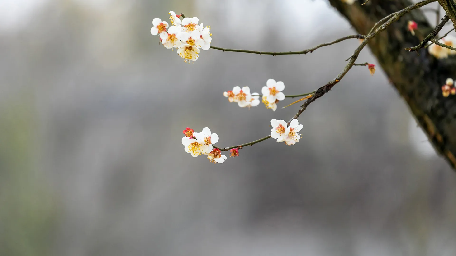 春韵 树枝 小花 春天 风景 2K壁纸