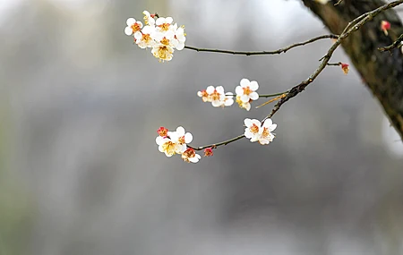 春韵 树枝 小花 春天 风景 2K壁纸