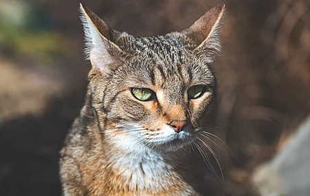摄影 动物 野猫 户外 自然 肖像 沙漠 猫科 哺 阳光 4K壁纸