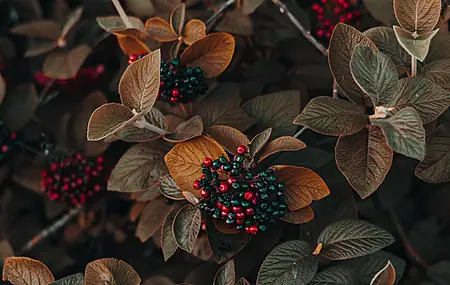 鲜花 浆果 植物 自然 4K壁纸