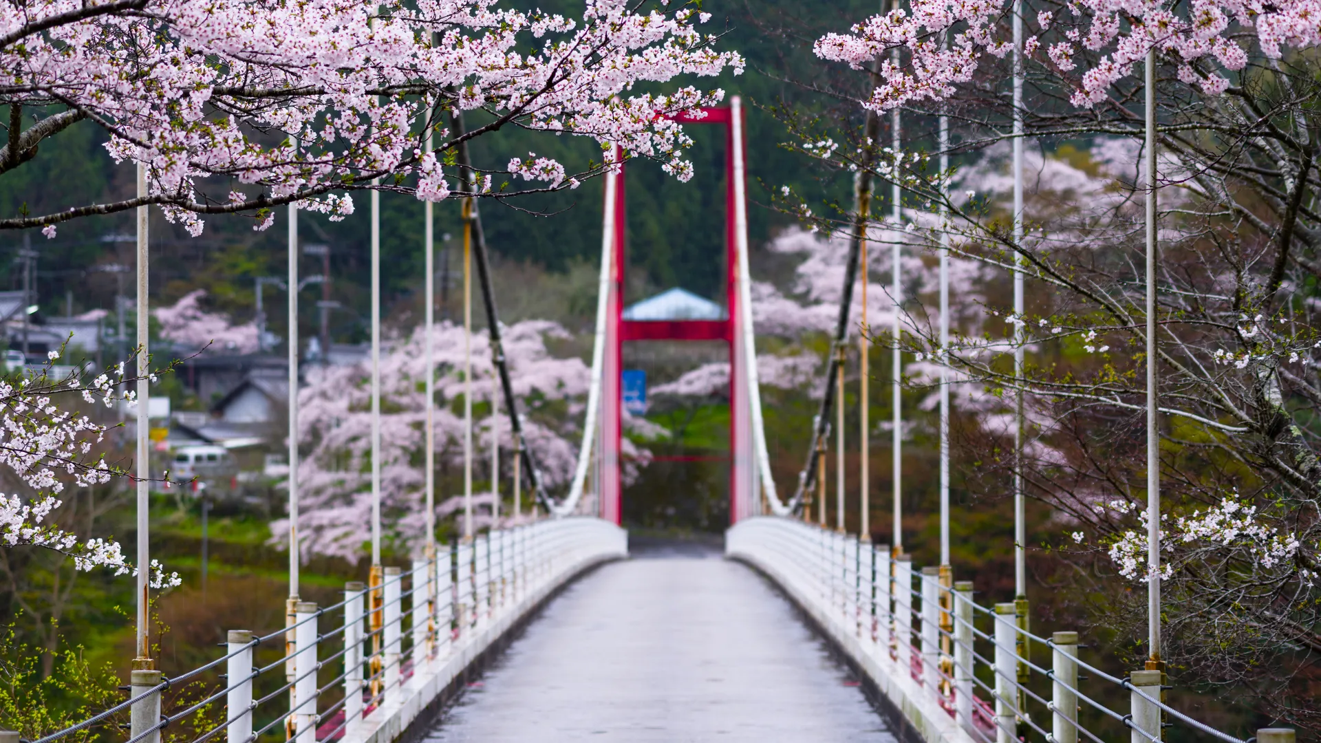 自然 树木 桥梁 樱花 雨 索桥 景深 摄影 花卉 4K壁纸