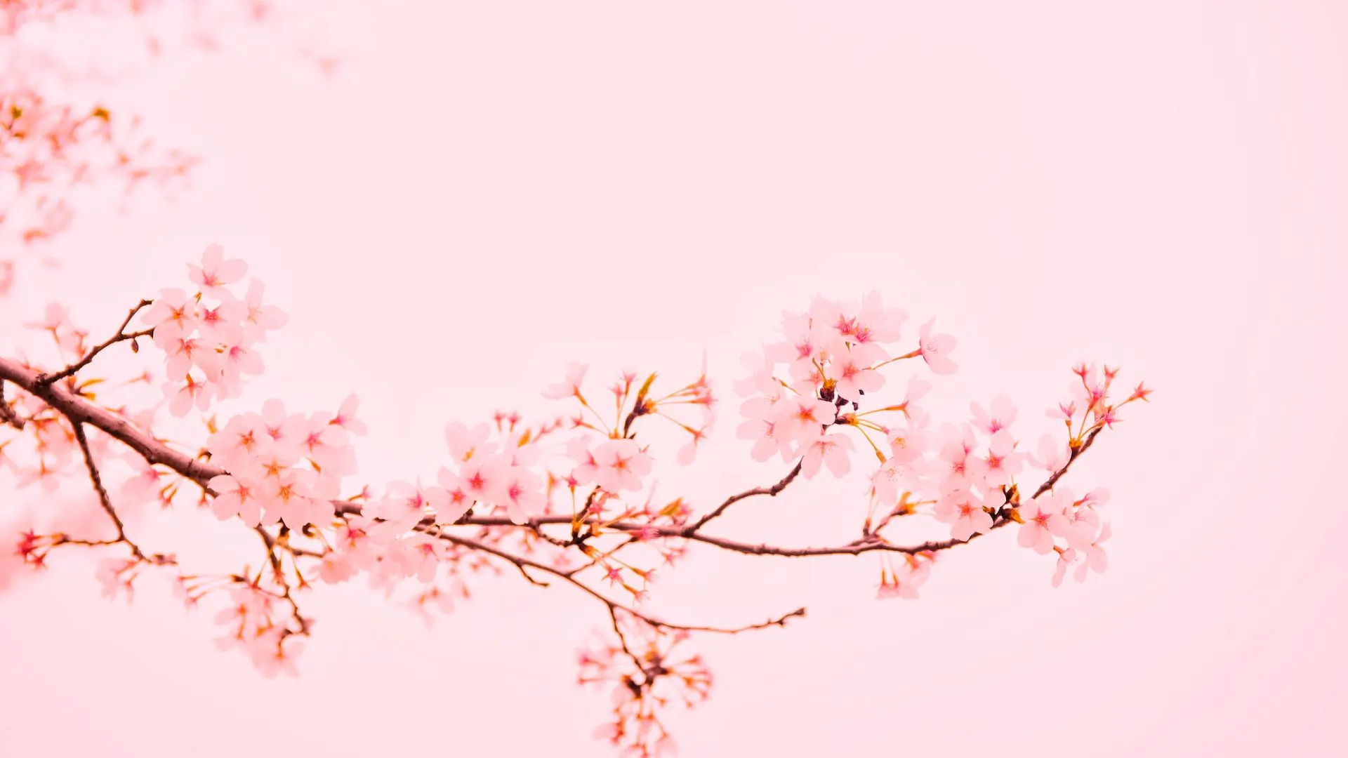 樱花 粉色 背景 树枝 简单背景 明亮 花朵 自然 4K壁纸