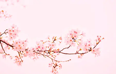 樱花 粉色 背景 树枝 简单背景 明亮 花朵 自然 4K壁纸
