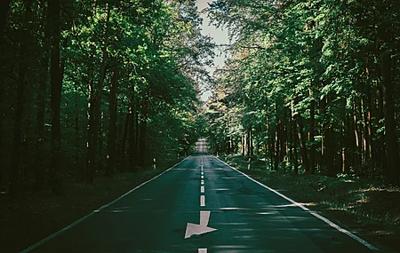 道路 森林 高速公路 户外 自然 风景 日光 树木 路径 复古 摄影 夏天 绿色 丁香 8K壁纸