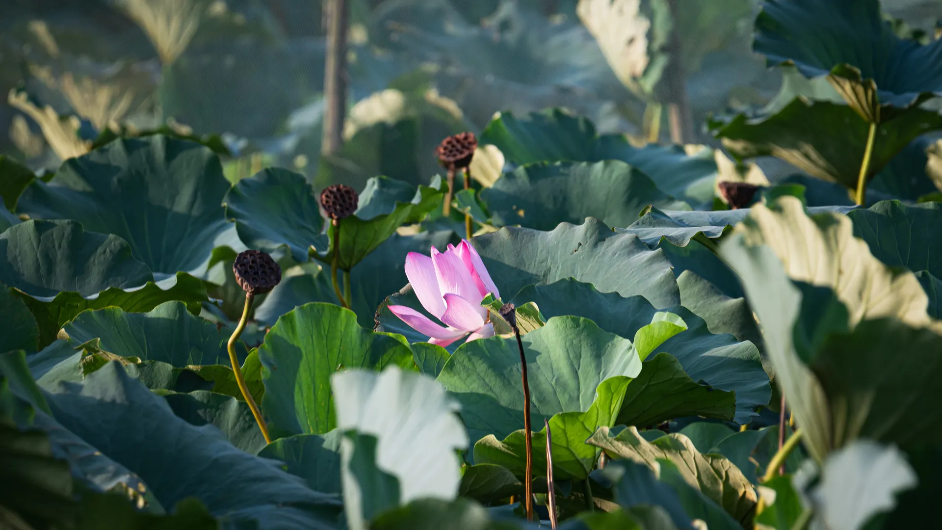 荷花 花朵 摄影 风景 4K壁纸
