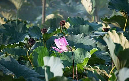 荷花 花朵 摄影 风景 4K壁纸