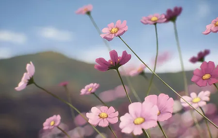 超级幼兽摩托车 花朵 粉色 模糊背景 秋英花 天空 特写 景深 自然 山脉 花瓣  4K壁纸