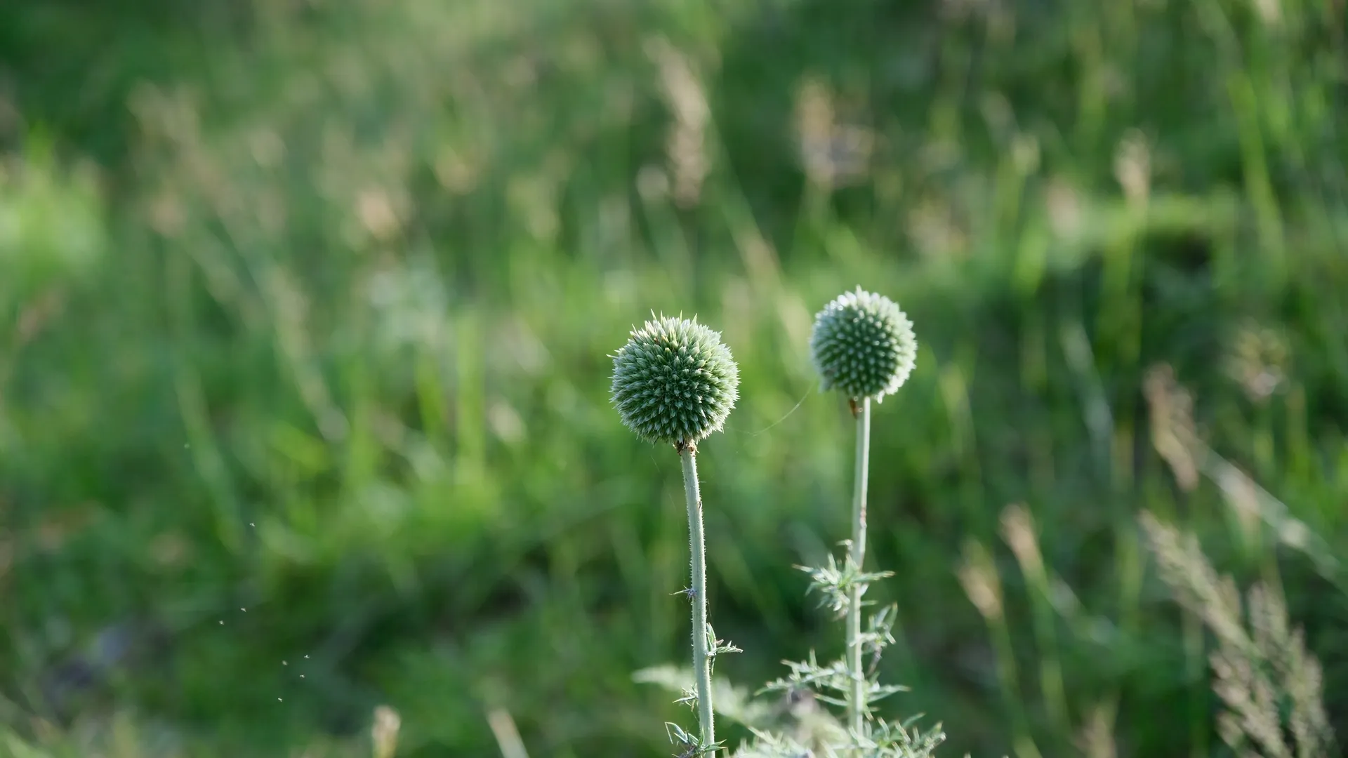 植物 自然 蓟花 野花 绿植 田野 散景 景深 模糊背景 阳光 8K壁纸