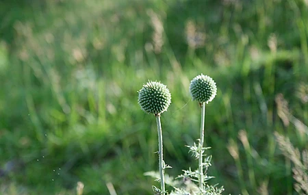 植物 自然 蓟花 野花 绿植 田野 散景 景深 模糊背景 阳光 8K壁纸