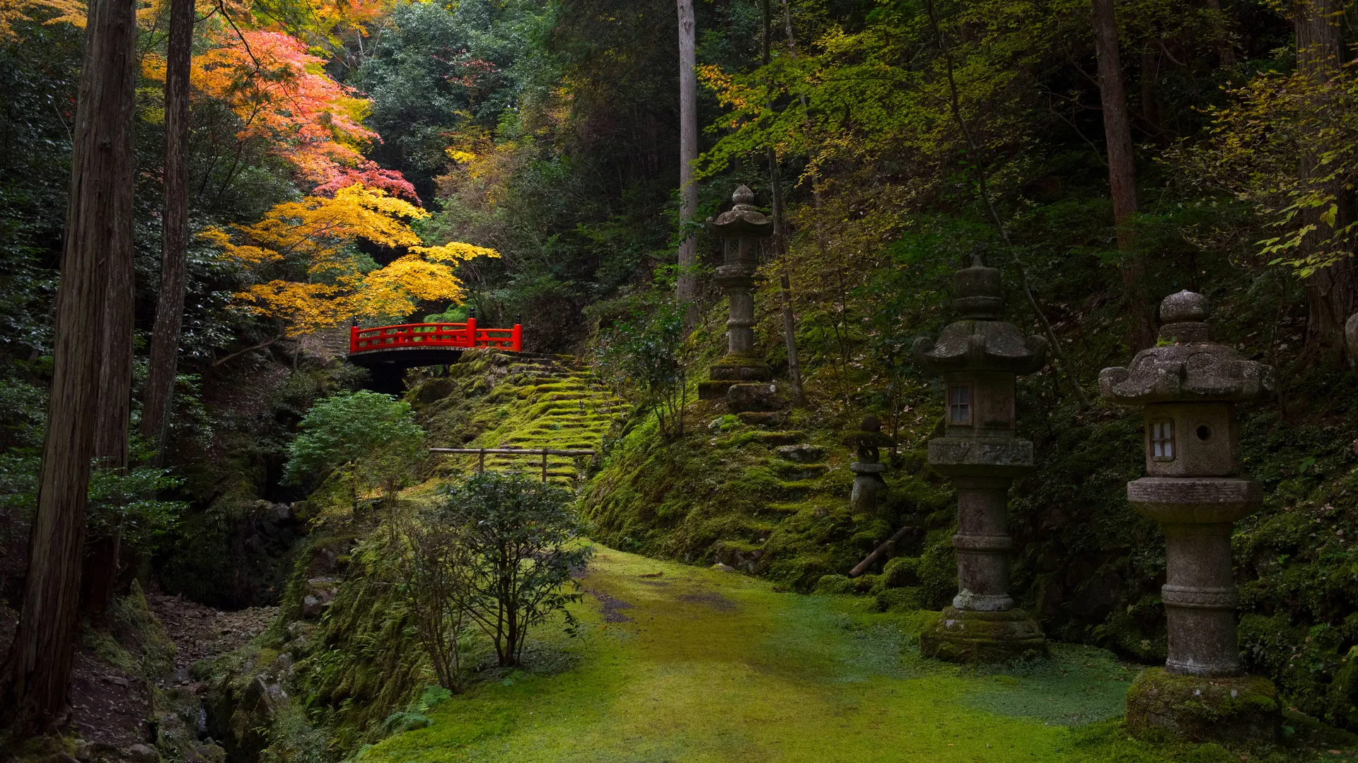 自然 树木 植物 岩石 苔藓 秋季 秋叶 桥梁 石台阶 风景 绿色 小径 树叶 超宽画幅 树枝 绿色 4K壁纸