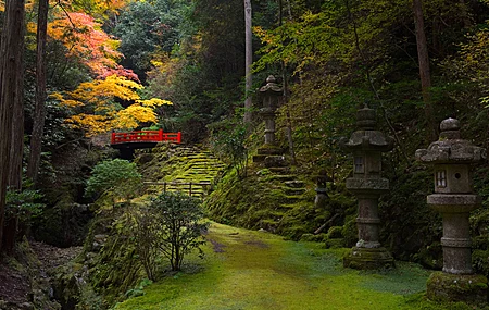 自然 树木 植物 岩石 苔藓 秋季 秋叶 桥梁 石台阶 风景 绿色 小径 树叶 超宽画幅 树枝 绿色 4K壁纸